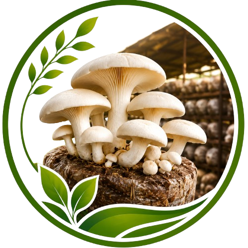 Mashroom